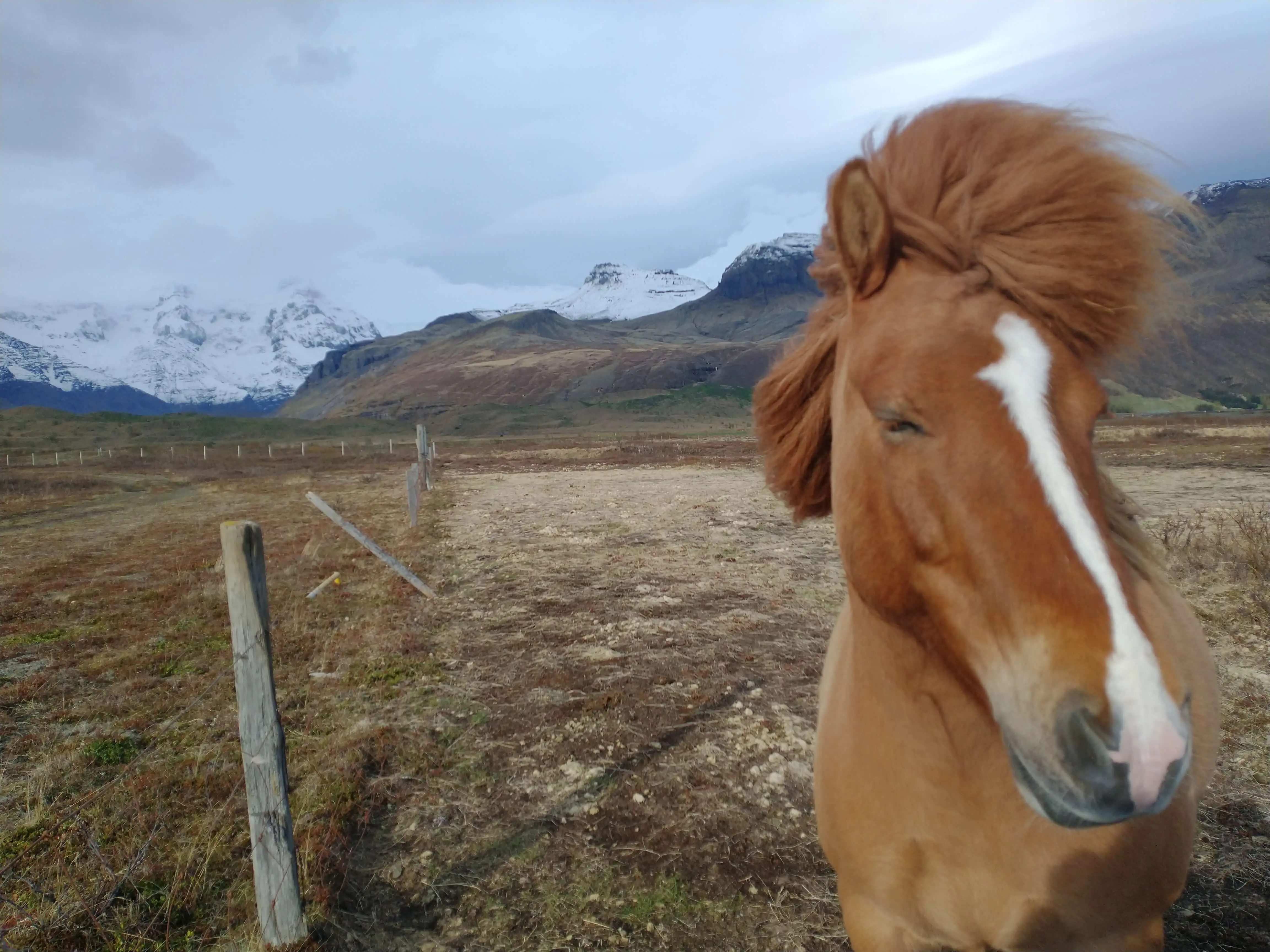 A close-up image of the Icelandic horse near Skaftafell