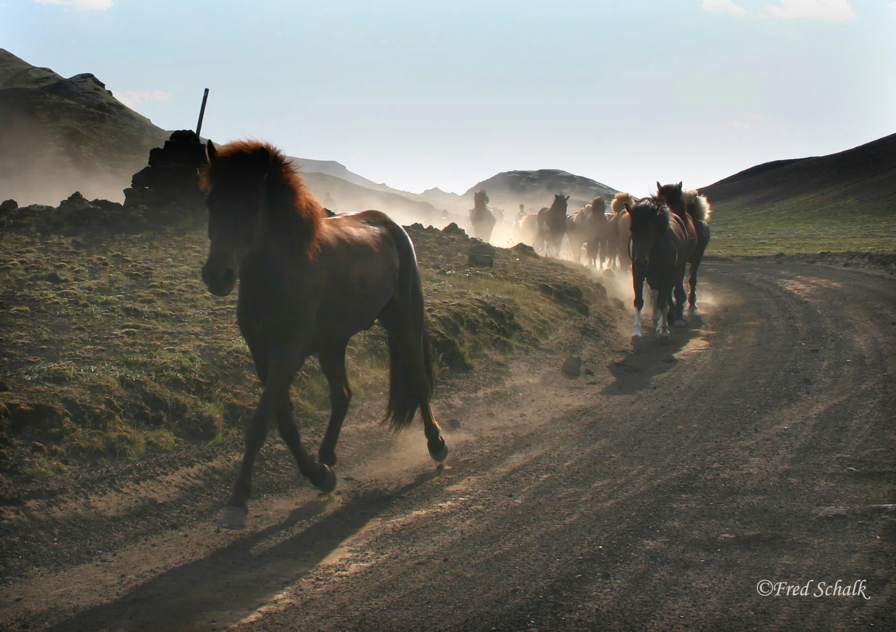 A herd of horses running near Skaftafell by photographer Fred Schalk