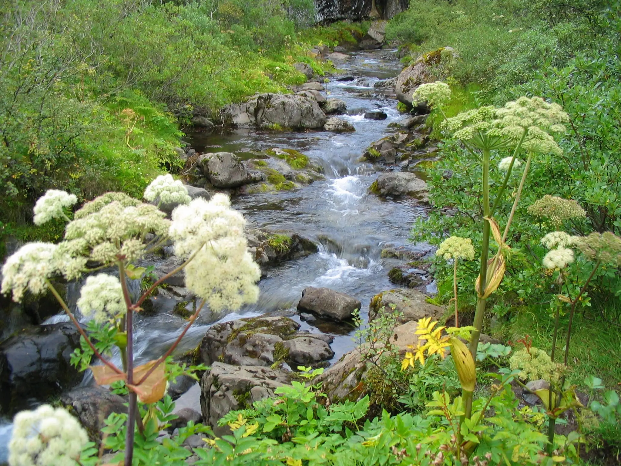 A stream flowing through lush green local vegetation by photographer Gudrun