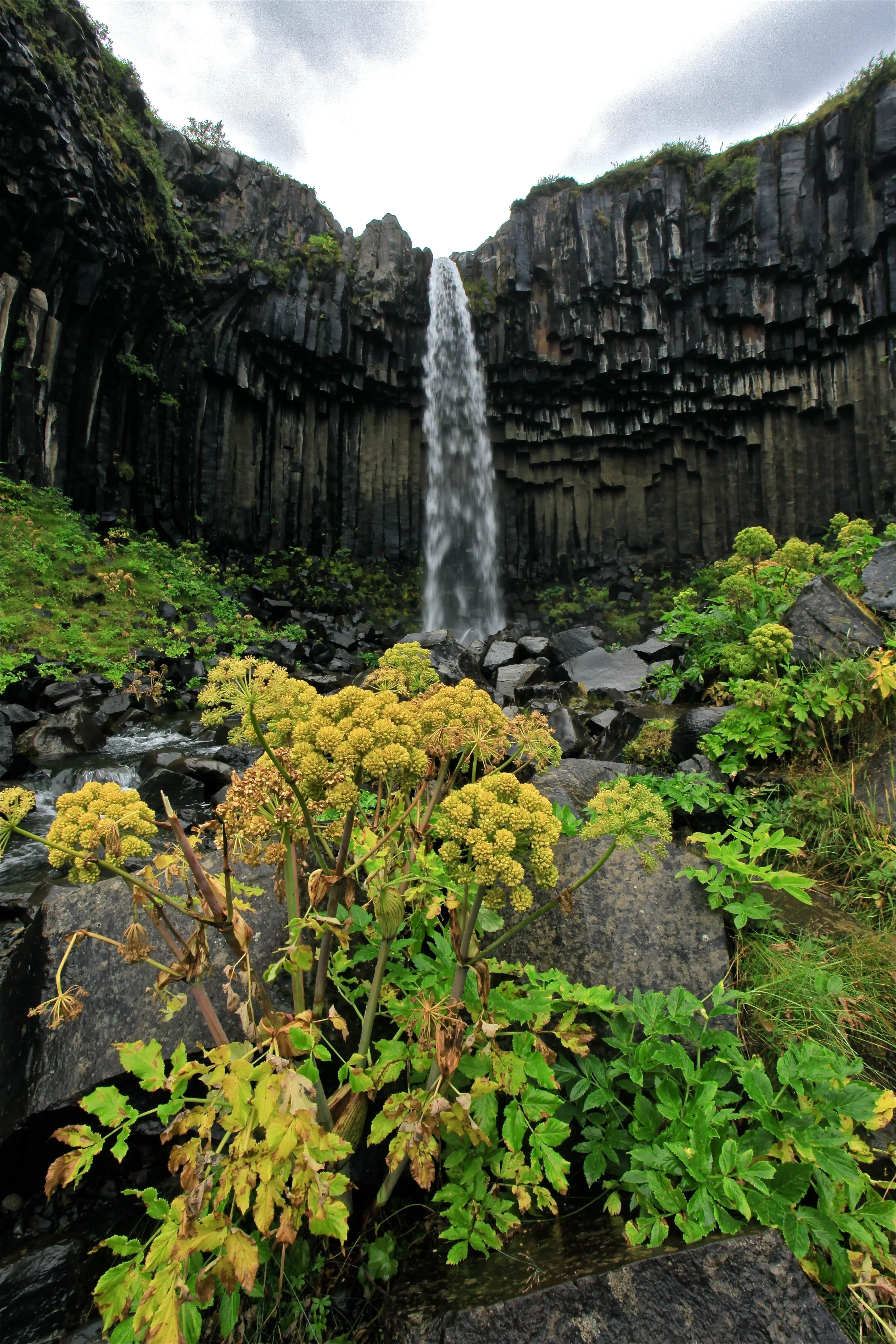 A lush green plant growing on rock in front of Svartifoss by photographer Cris